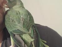 Bir yaşında dişi evcil alexander (iskender papağanı)