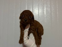 Erkek Ve Dişi Kore Toy Poodle