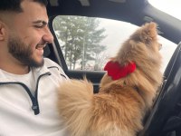 10 Aylık Dişi Pomeranian