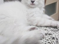 Scottish Straight Red Point Silver Erkek 21 Nisan Doğumlu