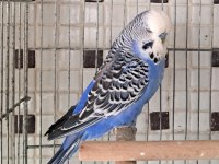 Uygun Eşe Hazır Verimli Damızlık Erkek Ve Dişi Kuşlar