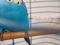 Jumbo Muhabbet Kuşu Çift