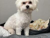 1 Yaşında Maltese Köpeğim