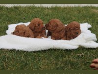 Toy poodle yavru köpekleri