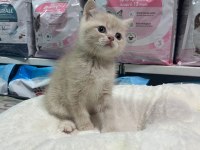 Irkının en iyi örneklerinden british yavrularımız yuvaya hazır