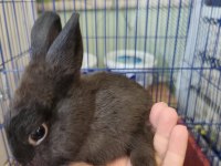 Hollanda Cücesi Tavşan Eşli Yada Tek Olarak Siyah Beyaz