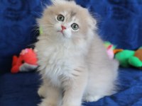 Sevimli Scottish Fold Bebekler Yeni Yuvasını Arıyor