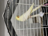 Ele alışkın lutino sultan papağanı