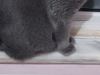 British shorthair ücretsiz sahiplendirme