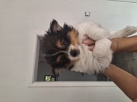 2 Aylık Pomeranian Yavrular