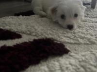 Güzel Terrier Kızımı Sahiplendiriyorum