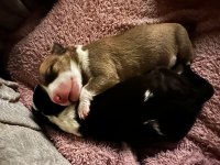 Türkiye’nin 2025 ilk bull terrier yavruları iddia ediyorum