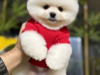 Üst Düzey Pomeranian Boo Yavrularımız