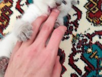 Adana Scottish Blue Point Dişi 45 Günlük Kedimiz