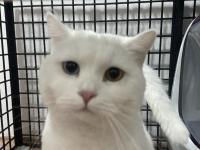 Ücretsiz Sahiplendirme Van Kedimiz