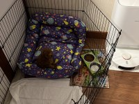 Toy Poodle İç Dış Parazit Aşıları Yapılı 2 Aylık