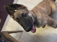 5 Aylık Safkan Yakışıklı Mı Yakışıklı Erkek Belçika Kurdu