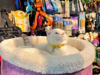 Show boy show kalite scottish fold dişimiz