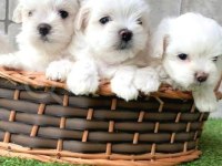 Maltese terrier evimin neşeleri