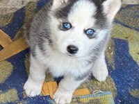 Irk Garantili Husky Yavrularımız