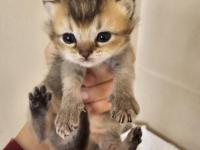 Scottish Fold Ve Straight Kediler