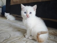 British Siyam Melezi Kediler