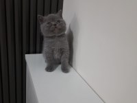 2 Aylık British Shorthair Erkek Yavru
