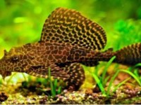 A Kalitesi İki Adet Büyüyebilen Vatoz