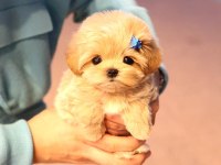 Maltipoo Cinsi Bebek Köpekler