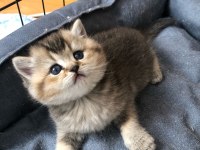 Show black golden ny25 british shorthair
