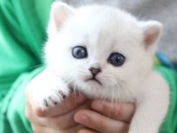 British Golden Baba Yavrusu Scottish Fold Yavru Kediler