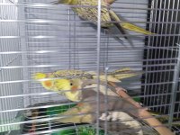 Yavru Sultan Papağanımız