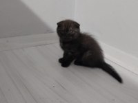 Scottish Fold Kedimiz İstanbul Tuzla