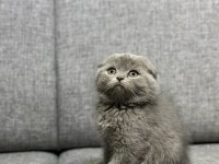 Gri scottish fold kedilerim