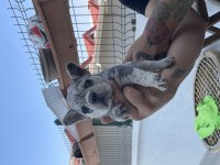 Koca kafa mavi göz erkek köpekler