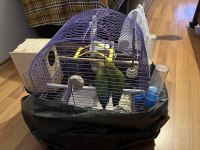 Çift Sevda Papağanı Komple Eşyalarıyla Kafesiyle Verilecek