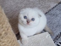 Koca kafalı scottish fold miniğim