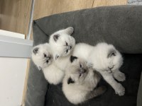 British Longhair Yavru Kediler