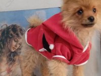 3 buçuk aylık erkek pomeranian