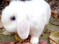 Hollanda Lop Tavşanları