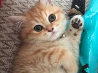 British 3 aylık dişi yavru