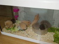 4 Haftalık Evcil Suriye Hamsterları Yeni Yuvalarını Bekliyor