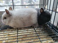 Türkiye'nin Her İline Gönderim Cüce Tavşan Yavruları