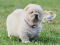 Mükemmel kalite chow chow köpeği yavruları