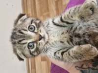 2 Aylik Scottish Fold