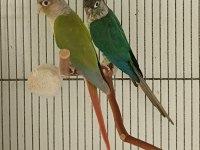 Dna Belgeli Konur Papağanı Takım 81 İle Gönderim Vardır