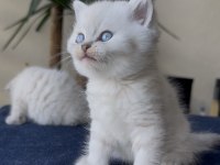 Premium scottish ve british yavruları 45 günlük