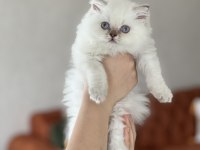 Güzellik abidesi british longhair yavru