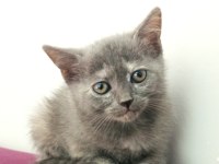 British shorthair yavruları