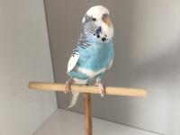 Bulut Mavisi Takım Muhabbet Kuşlar